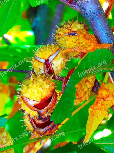 Chestnut Chestnut Tree Chestnut Leaves Autumn Fall Color