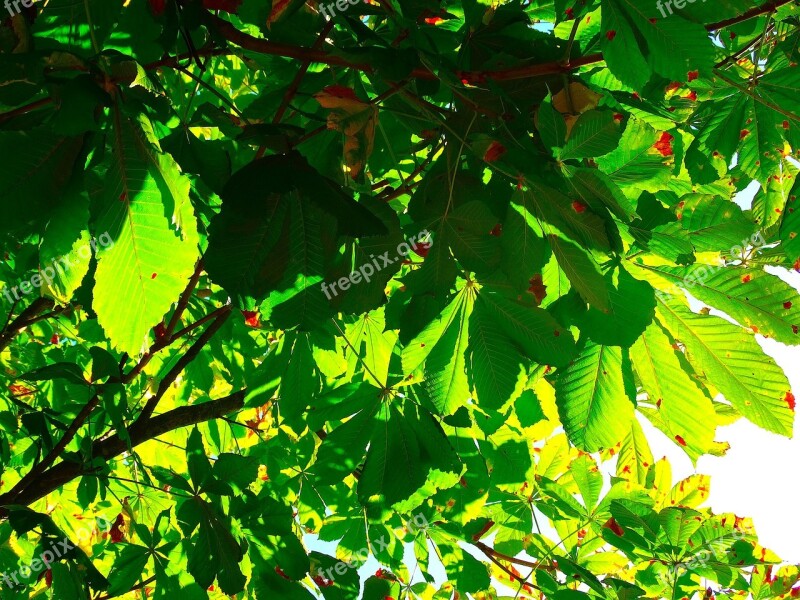 Chestnut Leaves Leaves Leaf Green Chestnut Tree Foliage