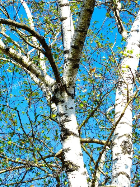 Birch Tree White Bark Sky Blue Nature