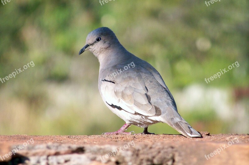 Paige Nature Bird Animals Birdie