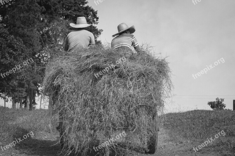 Farm Buggy Wagon Farmer Cattle