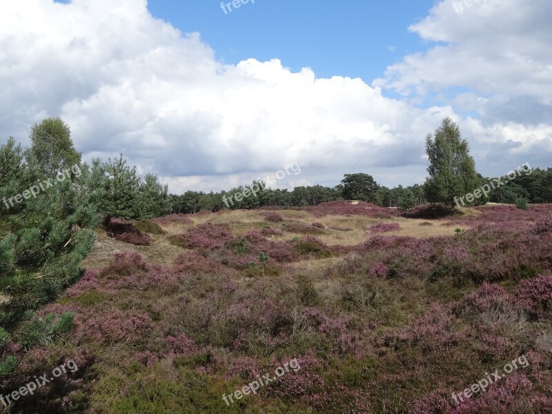 Heide Landscape Nature Free Photos