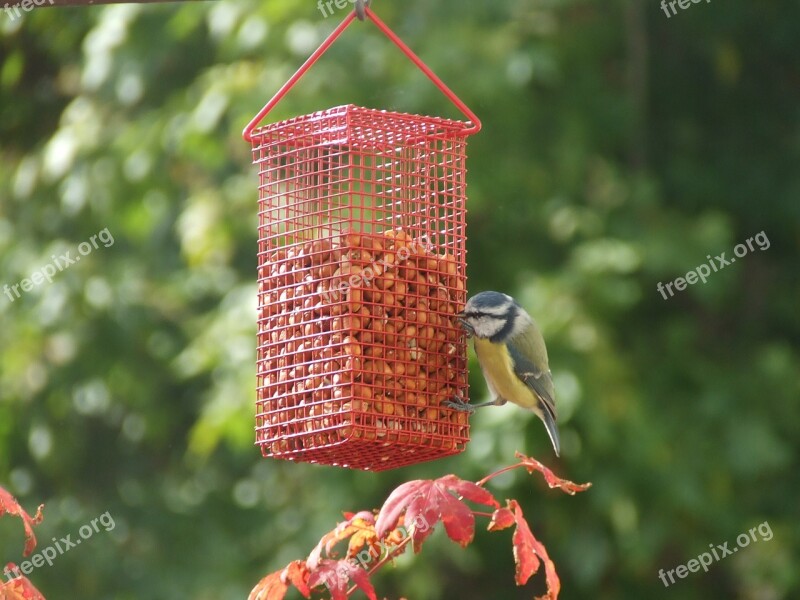 Tit Bird Claws Out Bird Seed Free Photos