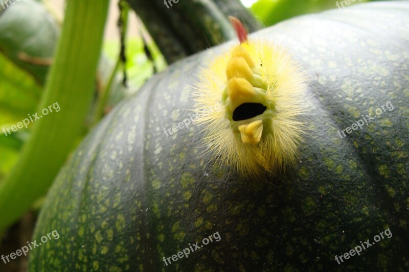 Caterpillar Pumpkin Fruit Garden Free Photos