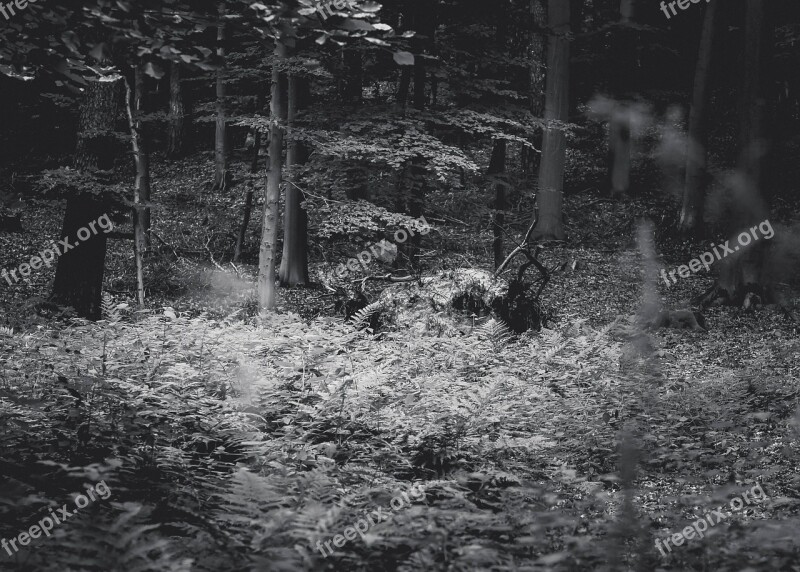 Wood Forest Nature Trees Ferns