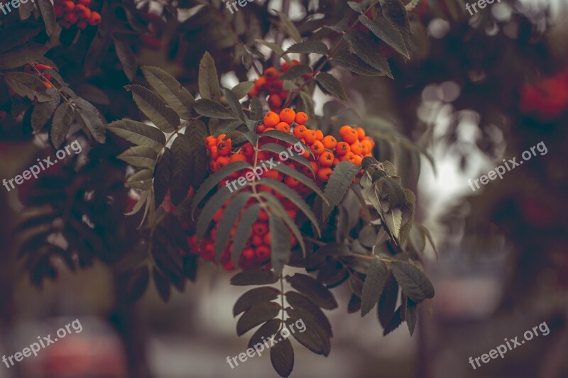 Rowanberries Ash Mountain Ash Aesthetic Leaves