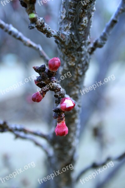 Spring Blossoms Tree Fruit Twigs Flowers