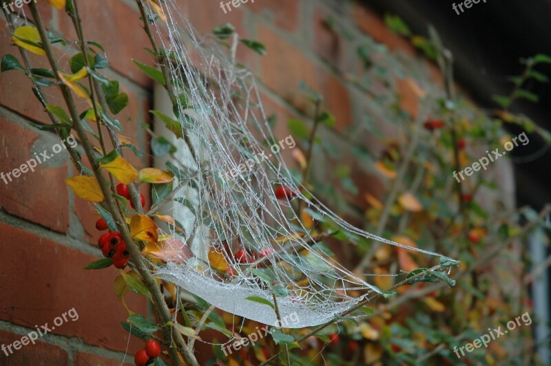 Spiderweb Frost Autumn Web Cobweb