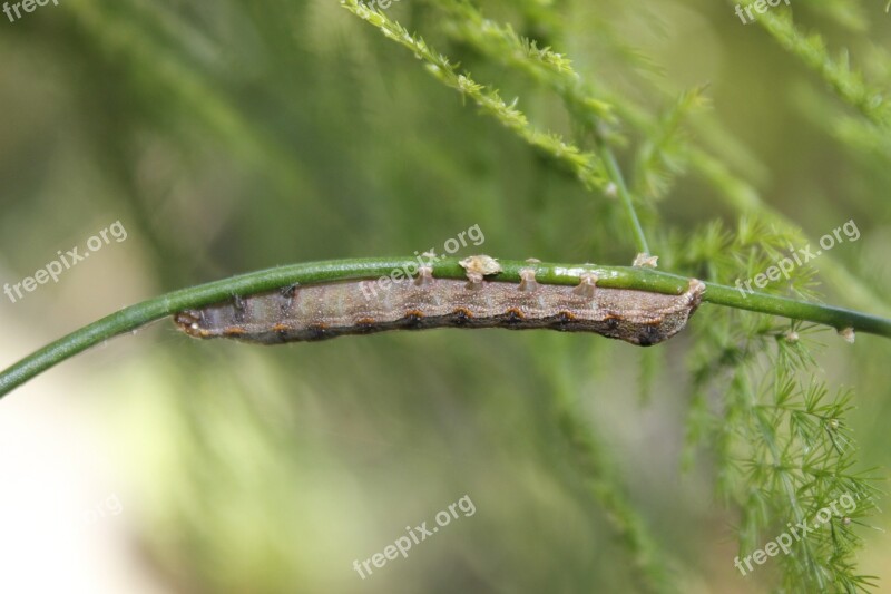 Caterpillar Insect Animal Green Plant