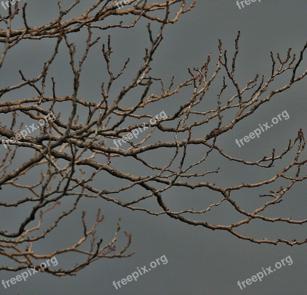 Bare Branches Tree Branches Twigs Bare