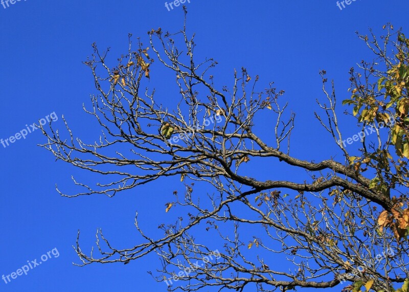 Bare Branches Tree Branches Twigs Bare