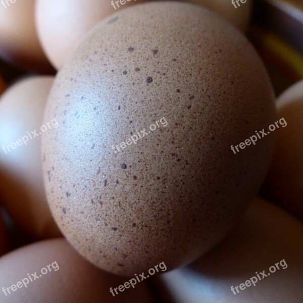 Egg Hen's Egg Food Nutrition Chicken Product