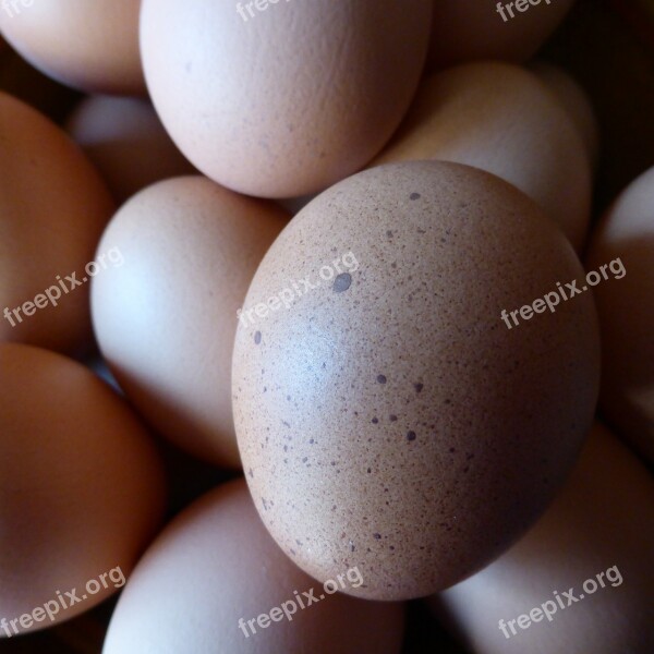 Egg Hen's Egg Food Nutrition Chicken Product