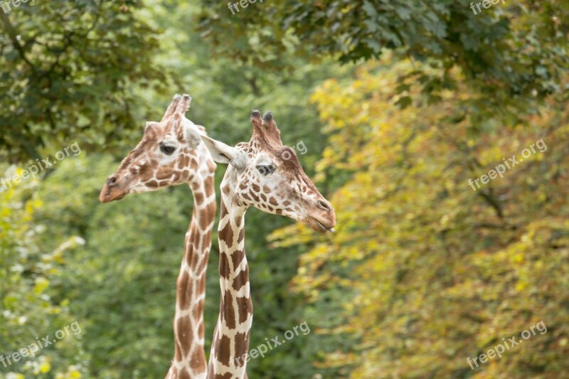 Giraffes Neck Giraffe Neck Zoo Animal