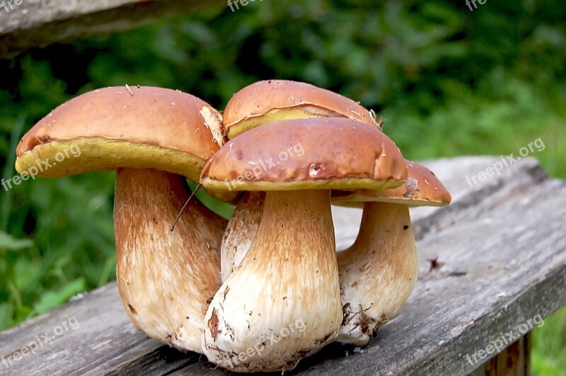 Mushrooms White Bench Brown Branch