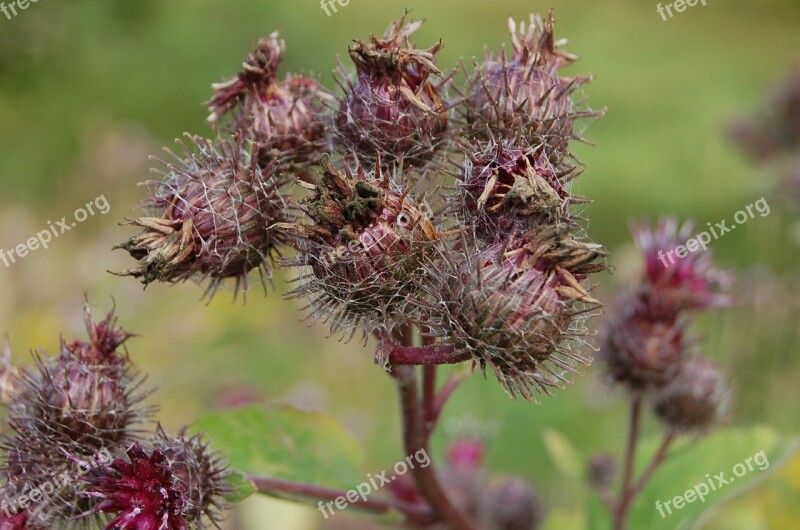 Bur Bush Plant Grass Greens