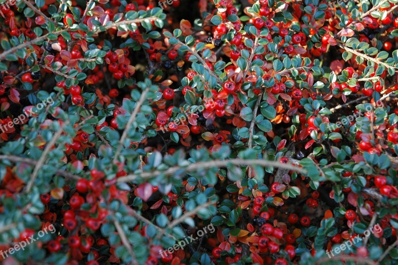 Berries Autumn Cotoneaster Berry Fall