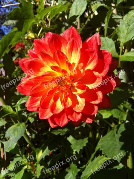 Dahlia Flower Red Bloom Autumn