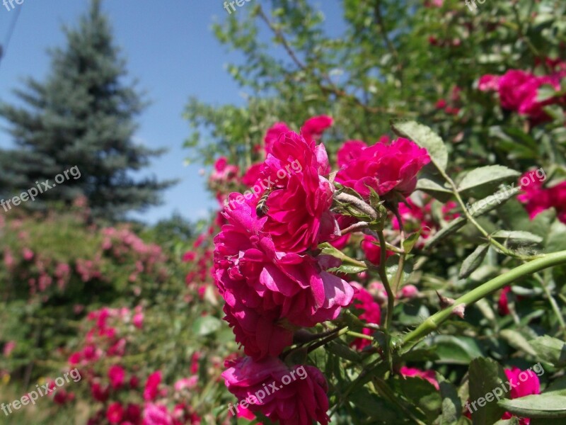 Rose Flower Red Rose Petals Rose Blooms