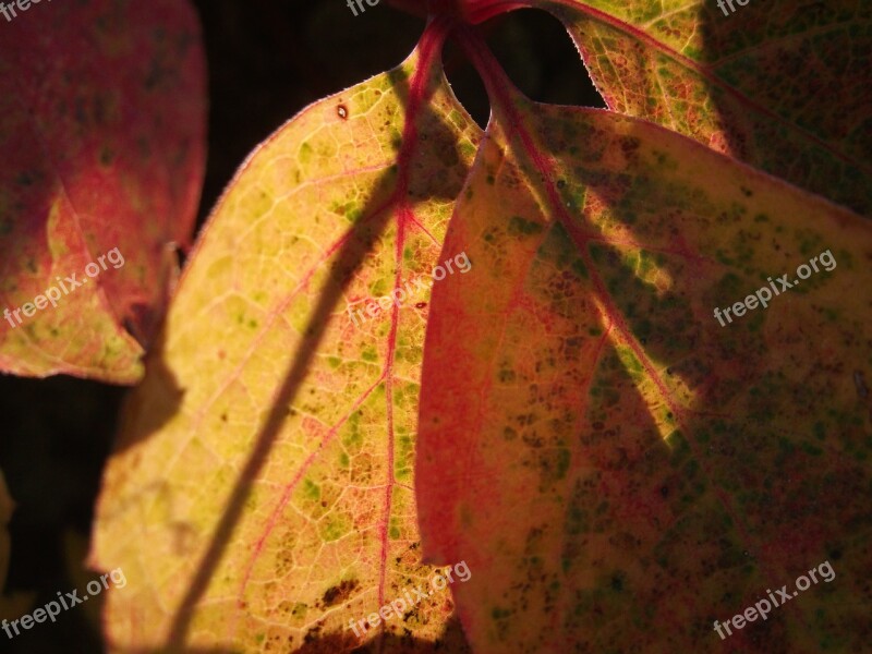 Foliage Autumn Yellow Nature Leaf Veins