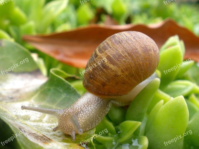 Snail Mollusk Plant Garden Nature