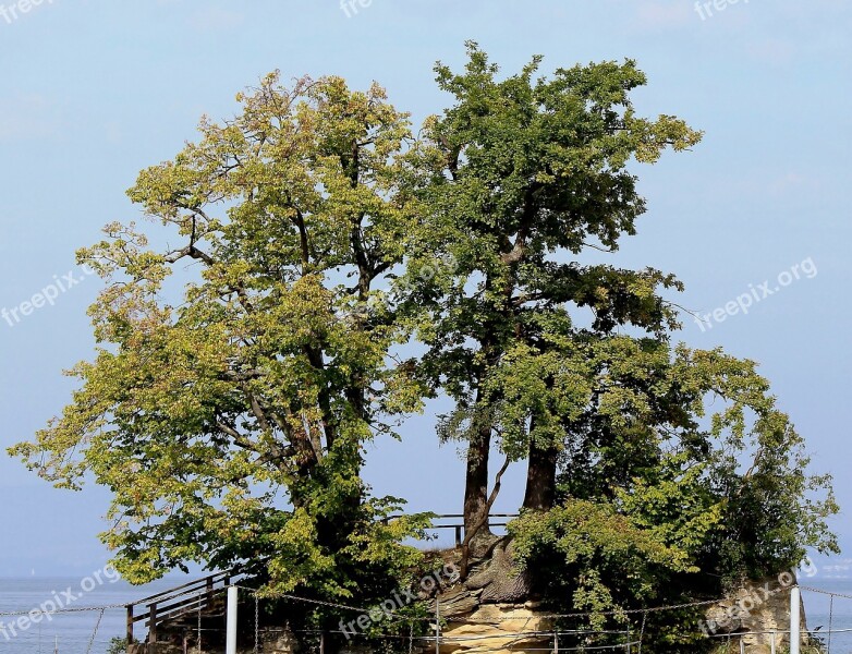 Island Trees Idyllic Lake Lake Constance