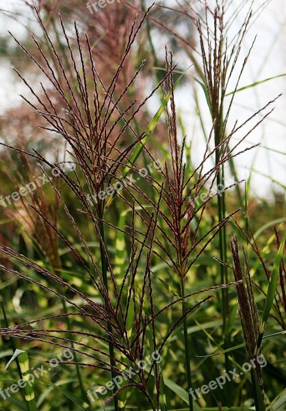 Grass Pointed Grasses Late Summer Nature Plant