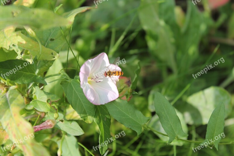 Hoverfly Insect Flower Nature Green