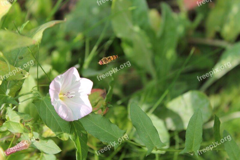 Hoverfly Insect Flower Nature Green