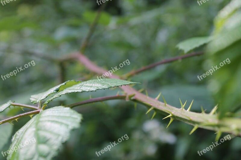 Scrub Thorns Bush Shrubs Leaf