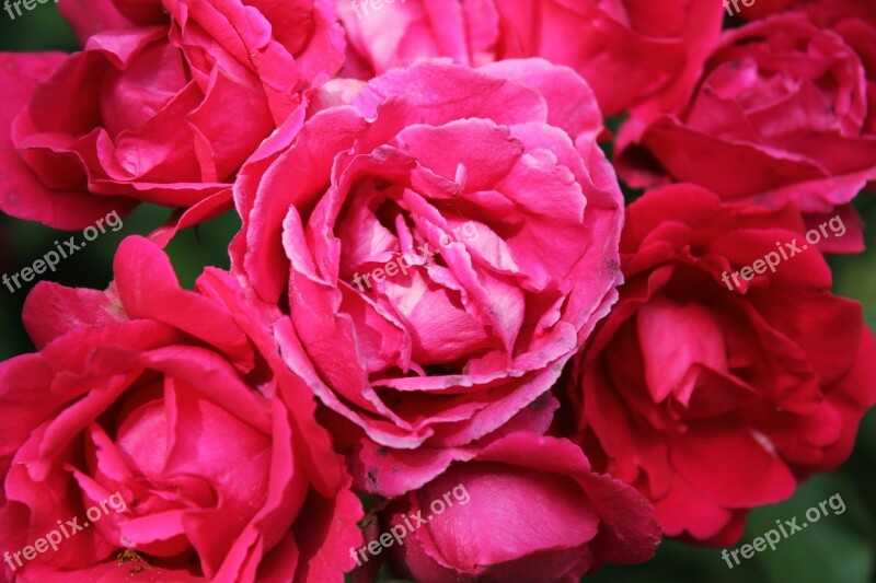 Rose Pink Flowers Nature Blossom