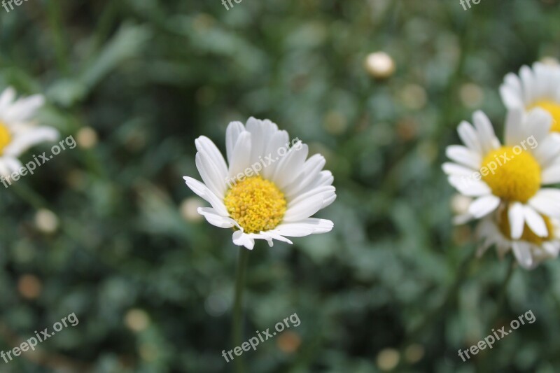 Margarite Flower White Yellow Blossom