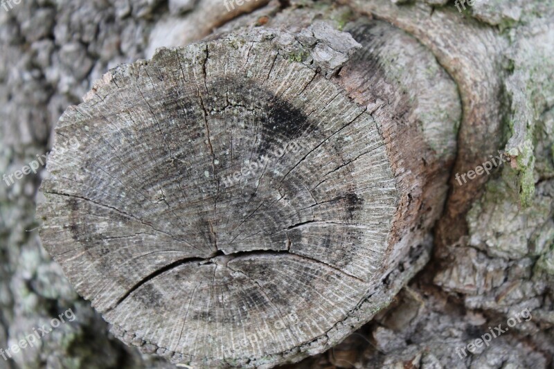 Ast Eye Branch Tree Brown Forest