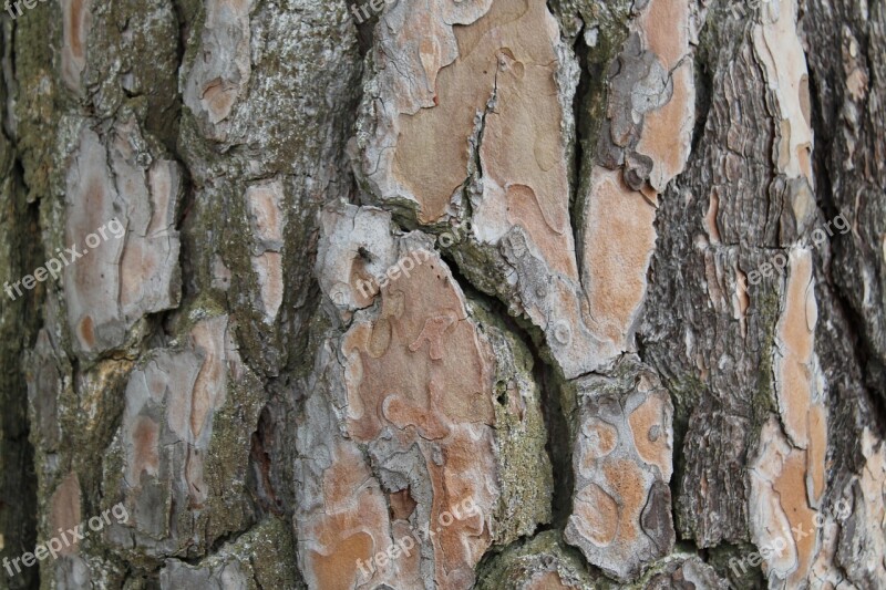 Bark Tree Log Nature Forest