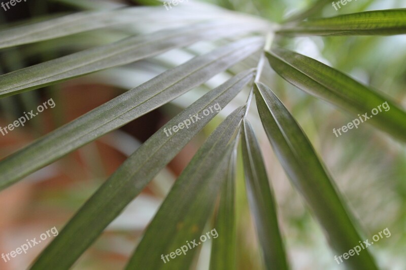 Green Leaf Plant Leaves Leaf Veins