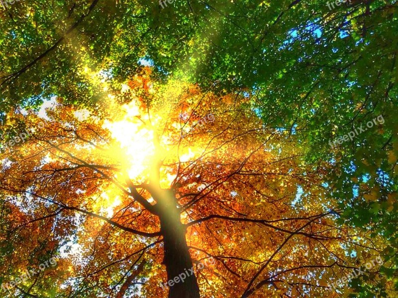 Beech Trees Fall Autumnal September Foliage