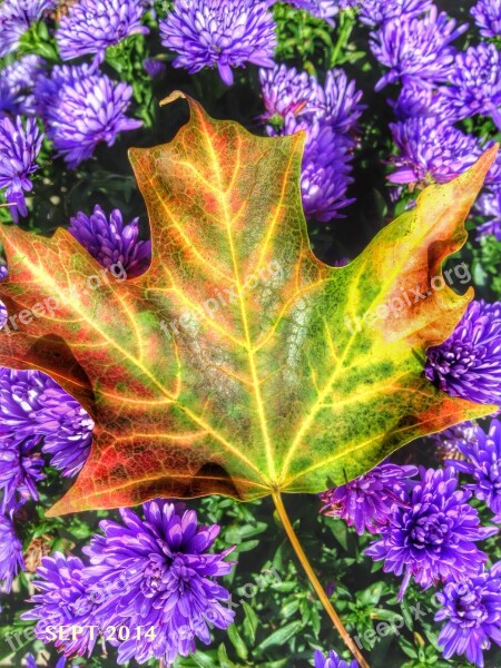 Maple Leaf Fall Colour Autumn