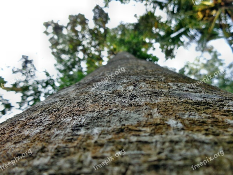 Tree Trunk Bark Big Plant