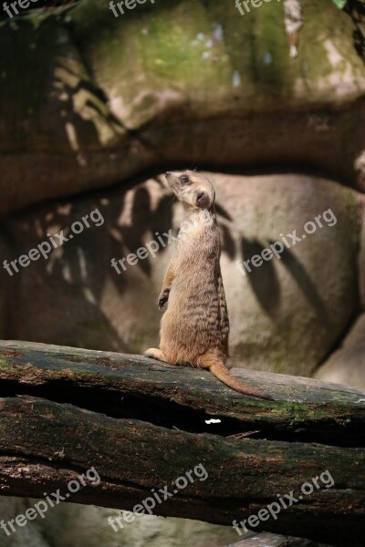 Meerkat Animal Mammal Wildlife Cute