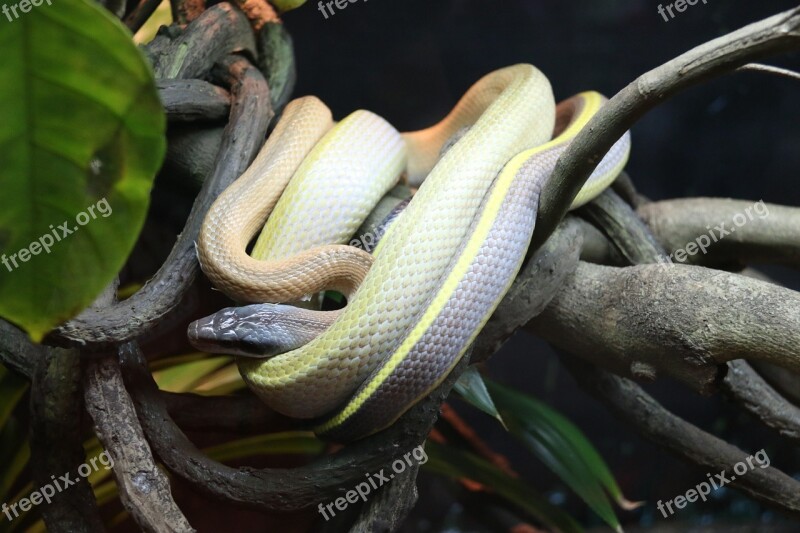 Snake Branch Animal Nature Green