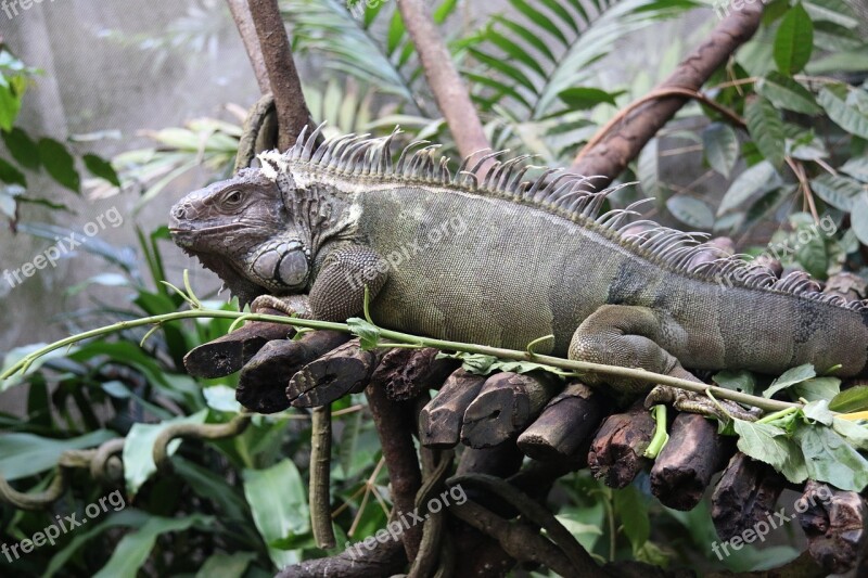 Iguana Lizard Reptile Green Wildlife