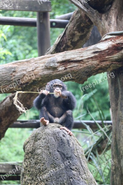 Chimpanzee Cute Monkey Animal Ape