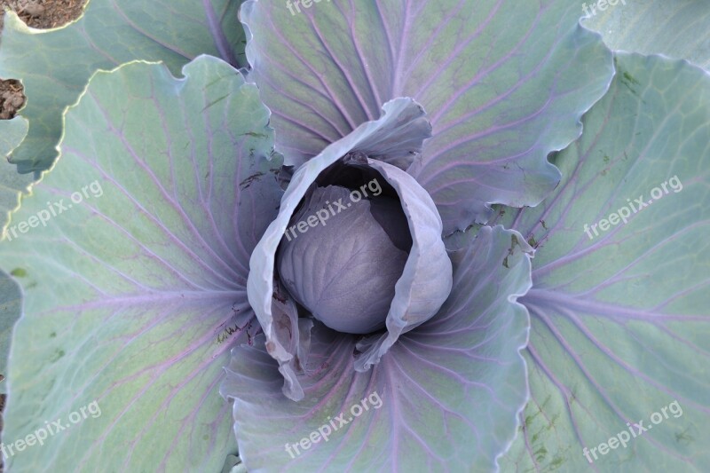 Cabbage Horticulture Kitchen Garden Free Photos