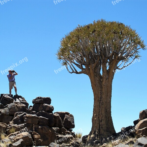 Quiver Tree Namibia Africa Tree Exotic