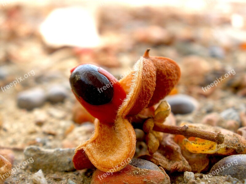 Seedpod Seed Macro Nature Fall