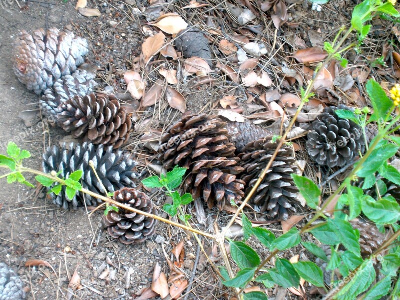 Pine Cones Autumn Fall Season October