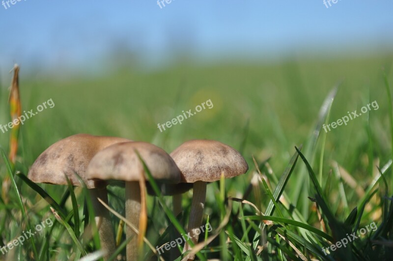 Mushroom Nature Natural Organic Fungi