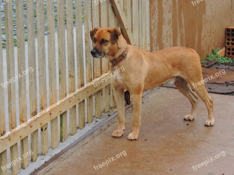 Dog About Sidewalk Brown Dog Free Photos