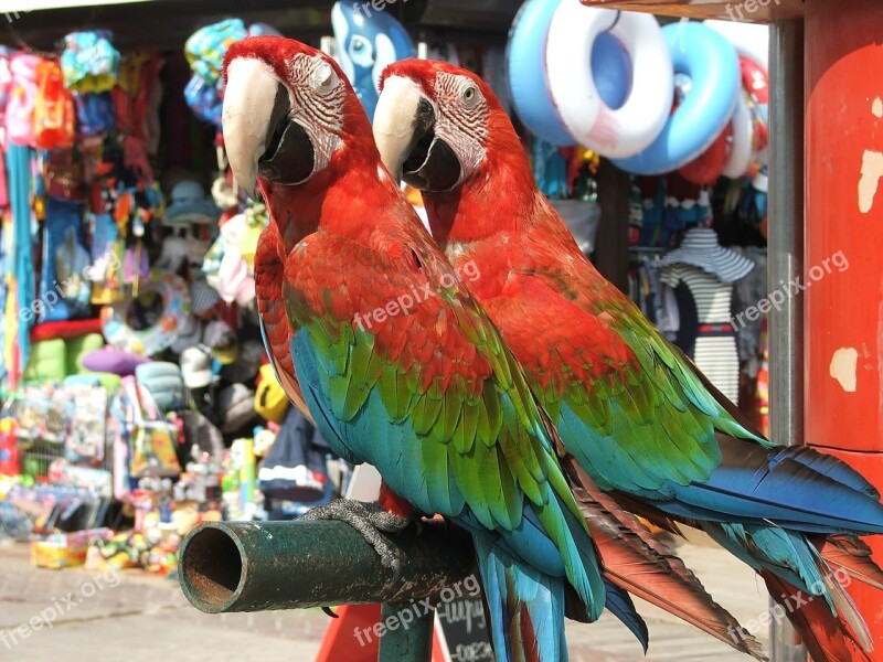 Parrot Parrots Bird Birds Feathered Race