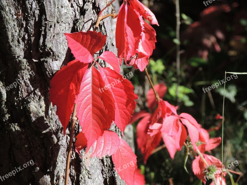 Wine Partner Parthenocissus Quinquefolia Red Autumn Tribe